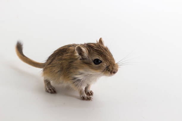Litter Mongolian gerbil, Desert Rat on white background