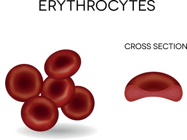 인간 적혈구 적혈구 - blood cell anemia cell structure red blood cell stock illustrations