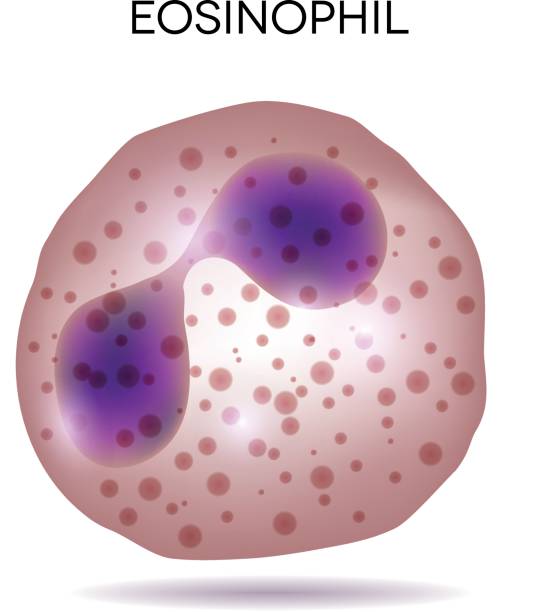 호산구 - blood cell anemia cell structure red blood cell stock illustrations