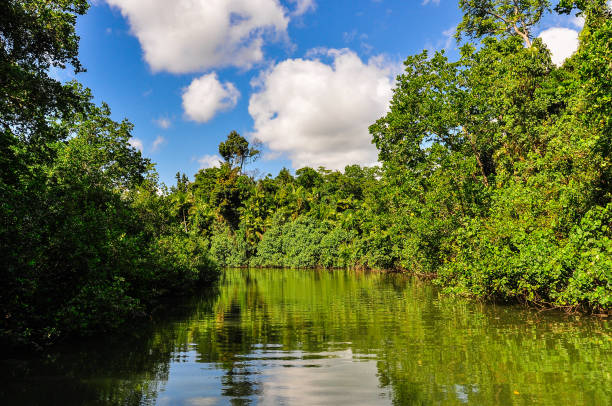 istock River scenery in Daintree Rainfoest, Australia 648949732