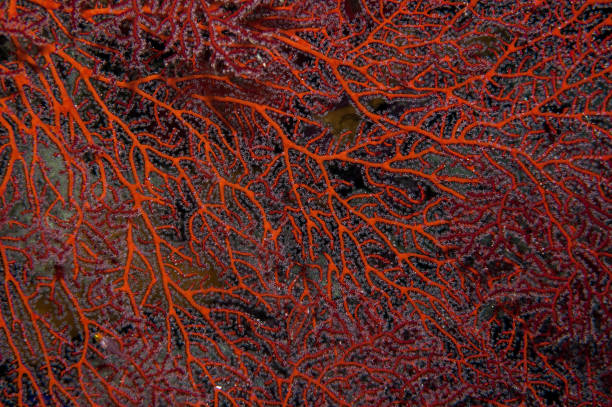 Fan coral detail stock photo