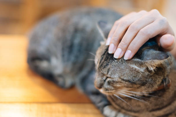 istock Close up Woman hand stroking brown cat in selective focus, 648960360