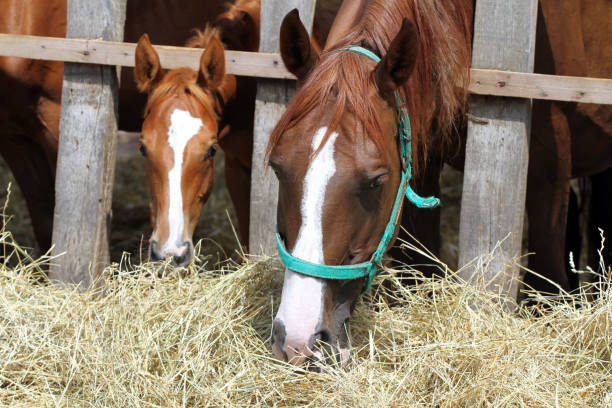 istock Thorougbred young horses chewing hay on the ranch 648961340
