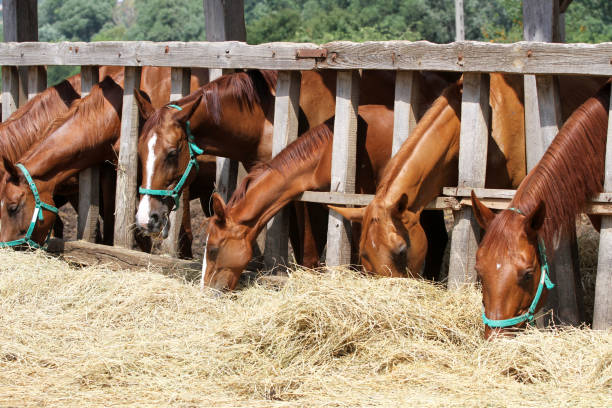 istock Thorougbred young horses chewing hay on the ranch 648961344