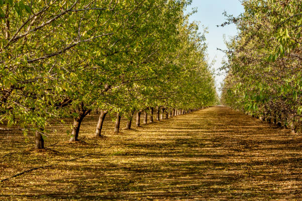istock Almond Orchard, California 648961448