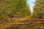 Almond Orchard, California
