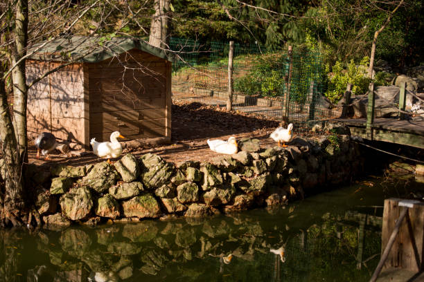 istock White ducks by the side of the pond 648967108