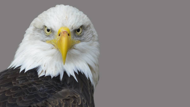 istock The head of the American eagle. 648967820