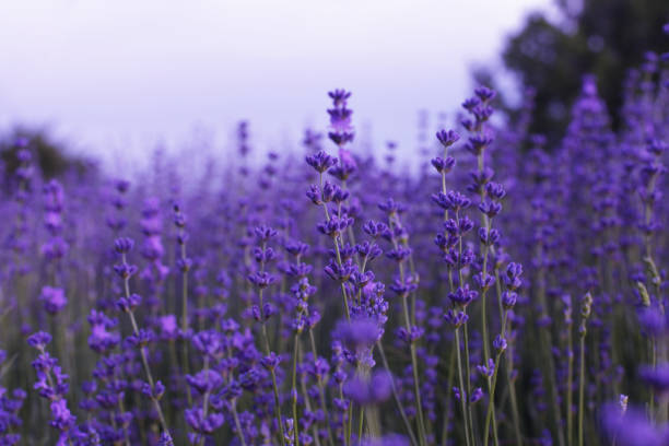 istock Lavender flowers in field 648974318