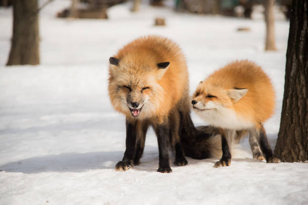 istock red fox in winter season 648974414