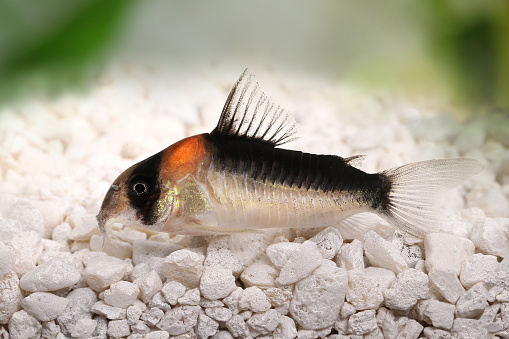 Cleaner fish in an aquarium or a fish tank.