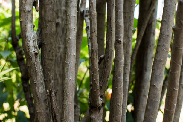 istock Trunk Dracaena close up for background. 648975114