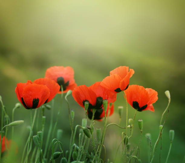 istock red poppy flower in grass 648977714