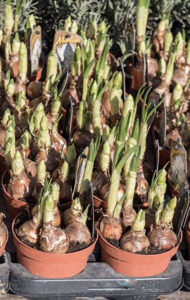 istock Green plant grow in a flower pot 648987064