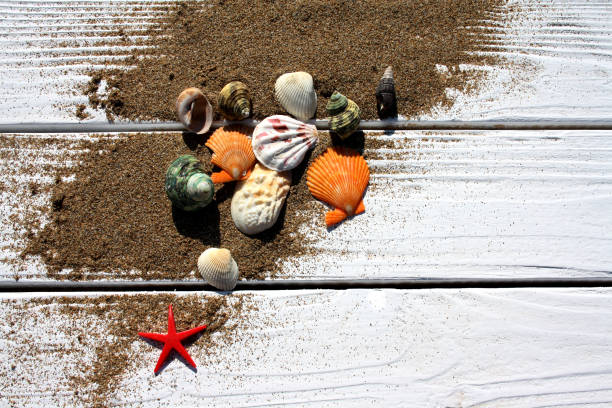 istock white wooden board with sand and shells 649000058