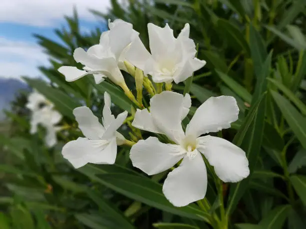 oleander; Nerium; white, poisonous plant