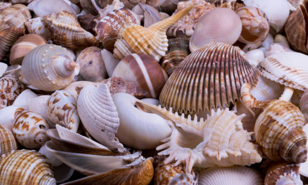 istock Seashells background macro shot of beautiful seashells 649004556