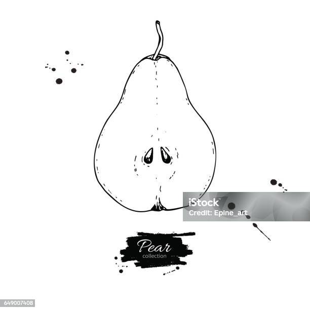 Object Line Drawing Pear Pear Slice Vector Drawing Isolated Hand Drawn Object On White ...