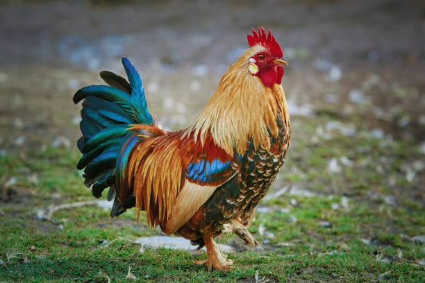 istock Brown Leghorn Rooster 649007584