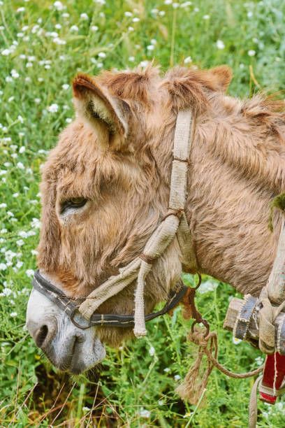istock Portrait of Donkey 649007608