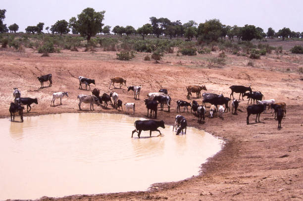 Cattle herd by watering hole and declining water level due to drought in the savanna woodlands and bush of northern Ghana Africa stock photo
