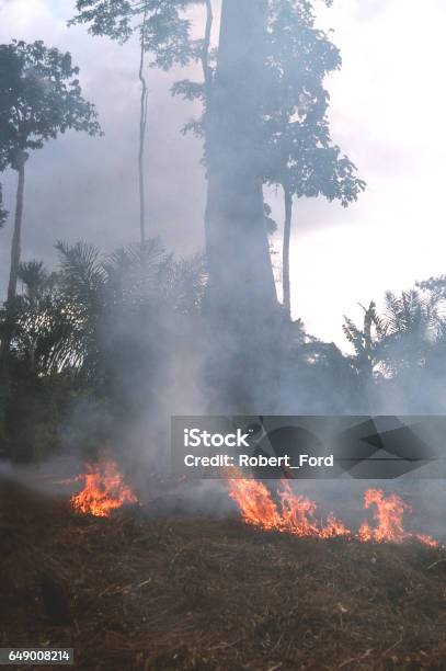 Fires Burning In Rainforest Area To Clear For Crops And Shifting Agriculture Of Central Ghana Near Kumasi Africa Stock Photo - Download Image Now