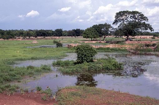 Ponded water in Guinean Savanna bush area in wet season northern Ghana Africa