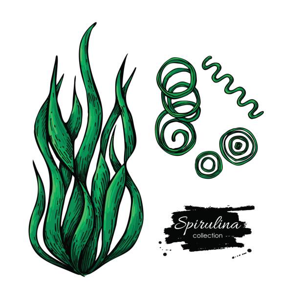 spirulina 해 초 손 그려진된 벡터. 흰색 배경에 고립된 spirulina 조류입니다. superfood - spirulina pacifica illustrations stock illustrations