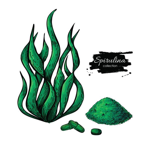 illustrazioni stock, clip art, cartoni animati e icone di tendenza di spirulina polvere di alghe in polvere disegnata a mano illustrazione vettoriale. alghe spirulina isolate, polvere e pillole - spirulina pacifica illustrations