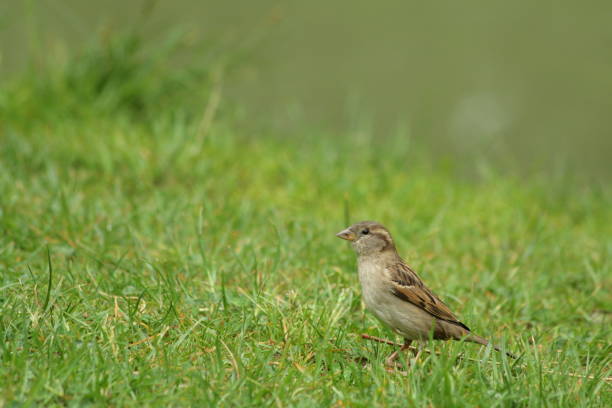 istock female house sparrow 649009108
