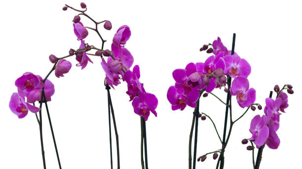 istock Purple orchid flowers isolated on white background 649009232