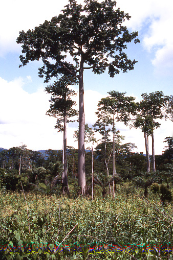Large and very tall Ceiba tree remnant after deforestation and planting of maize crops in rainforest central Ghana Africa