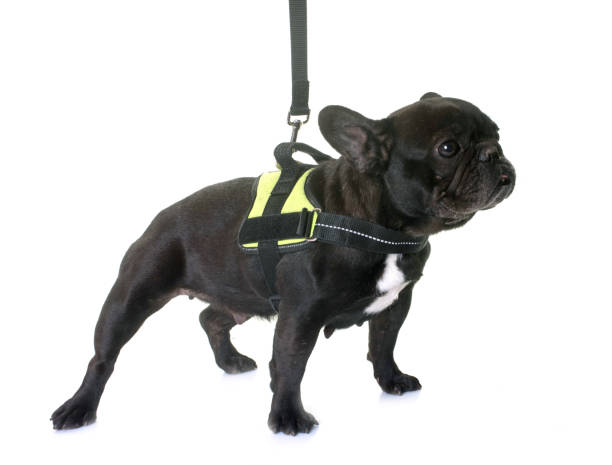 istock french bulldog and harness 649015318
