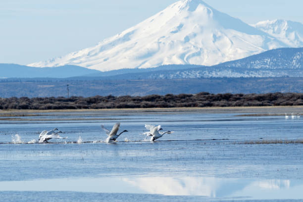 istock Trumpeter swans taking off in front of Mt. Shasta 649016206