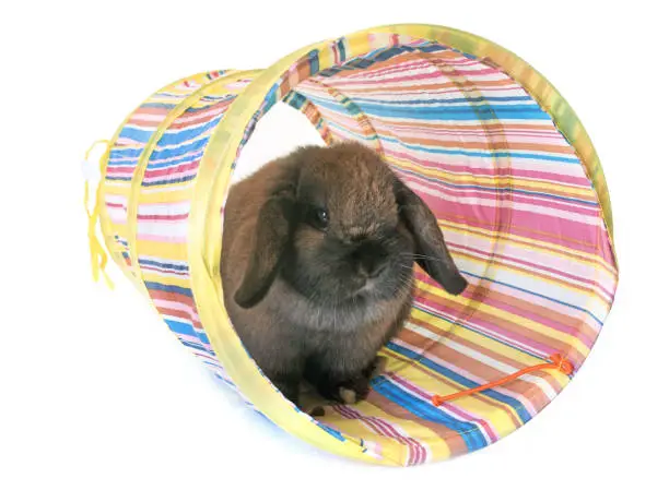 Dwarf lop-eared rabbit in front of white background