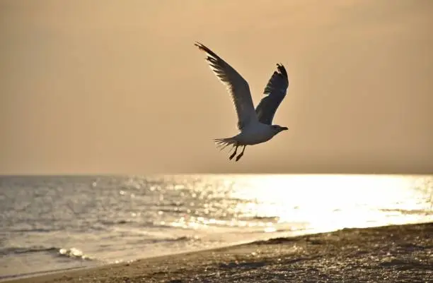 Seagull taking off on sea beach at sunset time