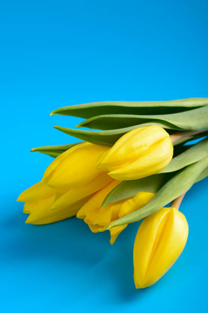 istock Yellow tulips on a blue background 649019284
