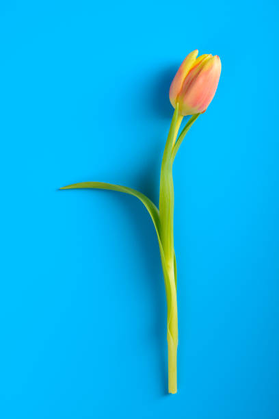istock Pink tulip on a blue background 649019312