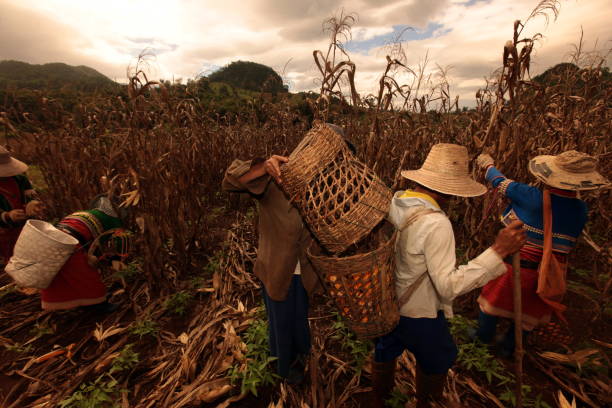 people of the Dara-Ang minority in the corm fields neat the village of Chiang Dao north of the city of chiang mai in the north of Thailand in Southeastasia. \