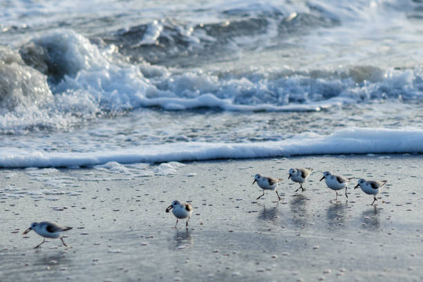 istock Sanderlings feeding at the shoreline 649022906