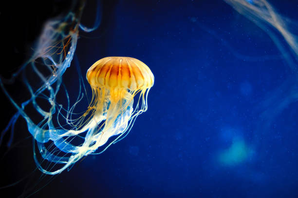 Orange jellyfish or Chrysaora fuscescens on blue Orange jellyfish or Chrysaora fuscescens or Pacific sea nettle on deep blue background exotic pets photos stock pictures, royalty-free photos & images