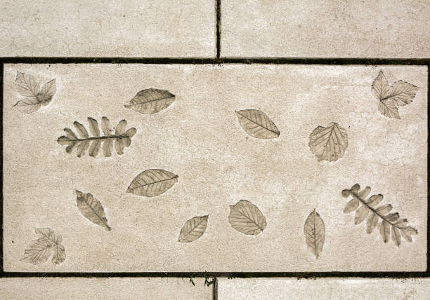 concrete slab with the imprints of leaves