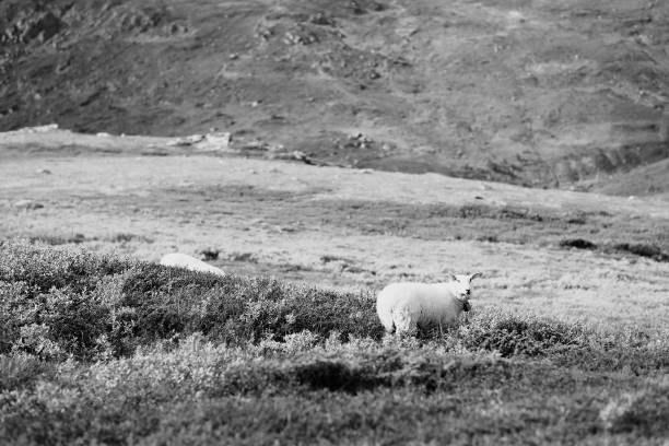 istock Norway sheep in mountains background 649031034