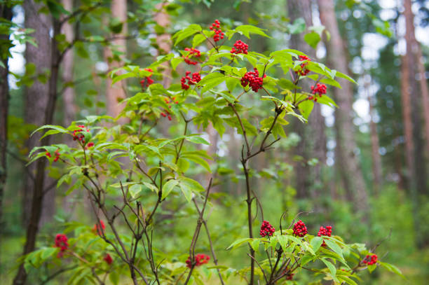 Red elderberry (Sambucus racemosa) berries Ripe red elderberry (Sambucus racemosa) berries in the summer forest sambucus racemosa stock pictures, royalty-free photos & images