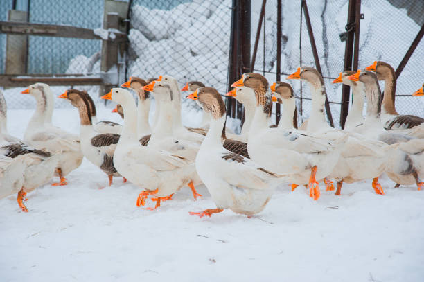 gansos blancos en la nieve - 2838 fotografías e imágenes de stock