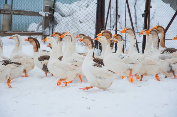 белые гуси в снегу - 2838 стоковые фото и изображения