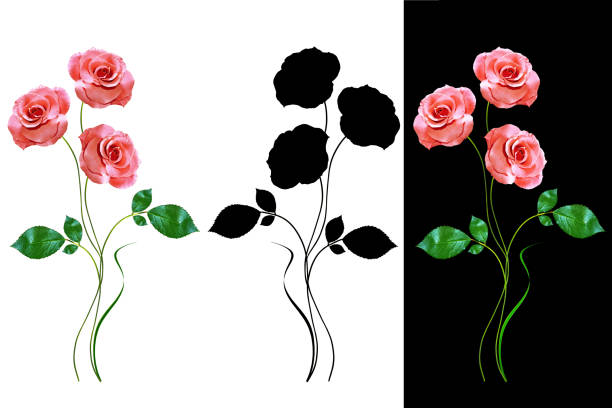 flower buds of roses isolated on white background