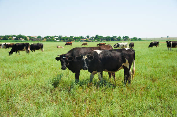 istock Herd of cows grazing 649036952