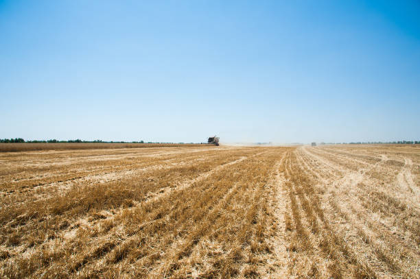 istock Combine harvesters in a field of wheat 649040498