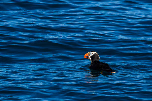istock Tutfted Puffin with fresh caught fish in beak 649040872